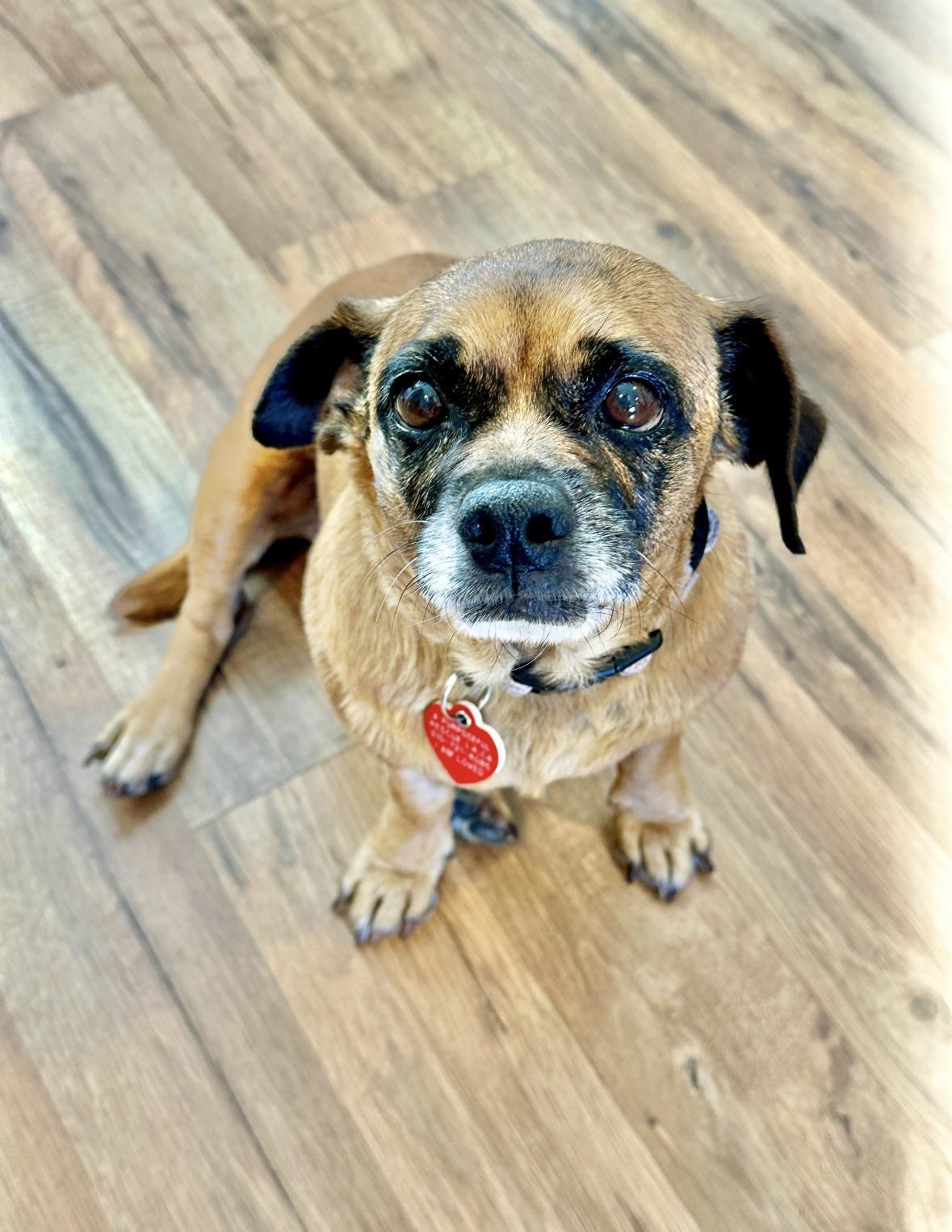 Beetlejuice, an adoptable Puggle, Miniature Dachshund in Los Angeles, CA, 90035 | Photo Image 3