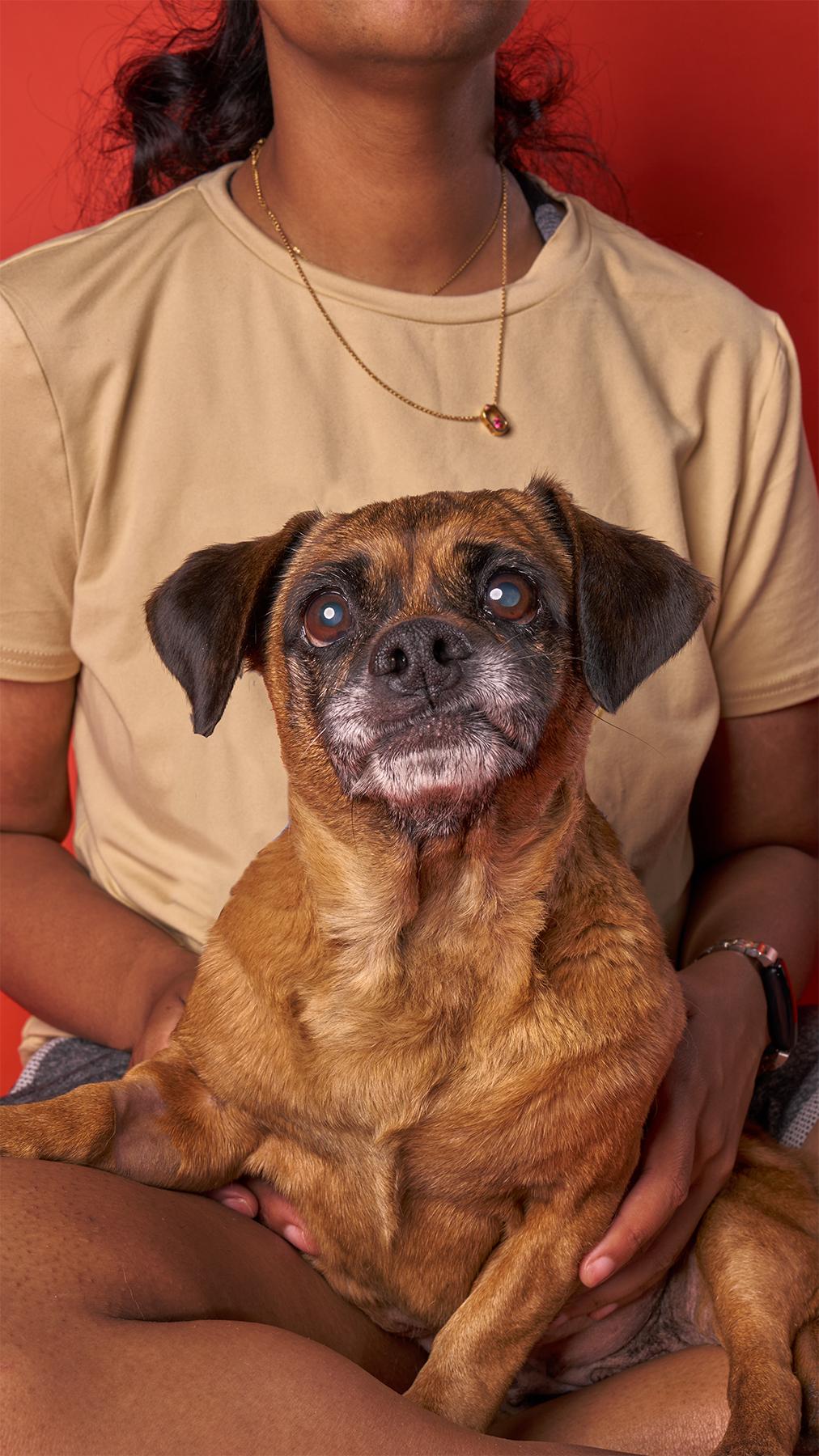 Beetlejuice, an adoptable Puggle, Miniature Dachshund in Los Angeles, CA, 90035 | Photo Image 1