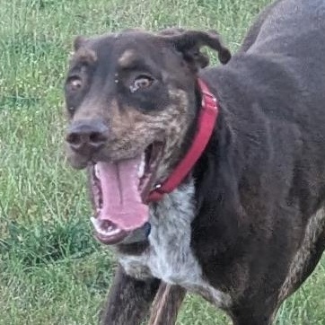 Choco is in Washington and needs a foster, Adopted, Young Male German Shorthaired Pointer & Labrador Retriever.