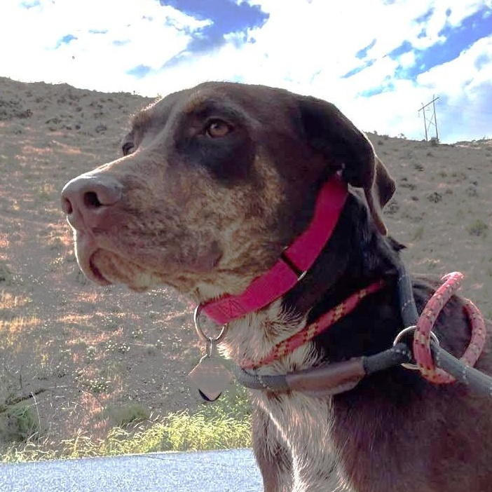 Enlarge Choco is in Washington and needs a foster, a Adopted mixed breed in Portland, OR image 5/6