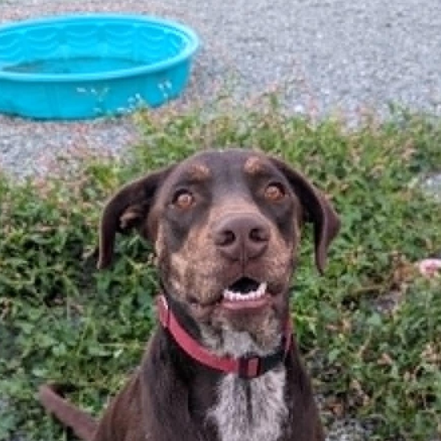 Enlarge Choco is in Washington and needs a foster, a Adopted mixed breed in Portland, OR image 2/6