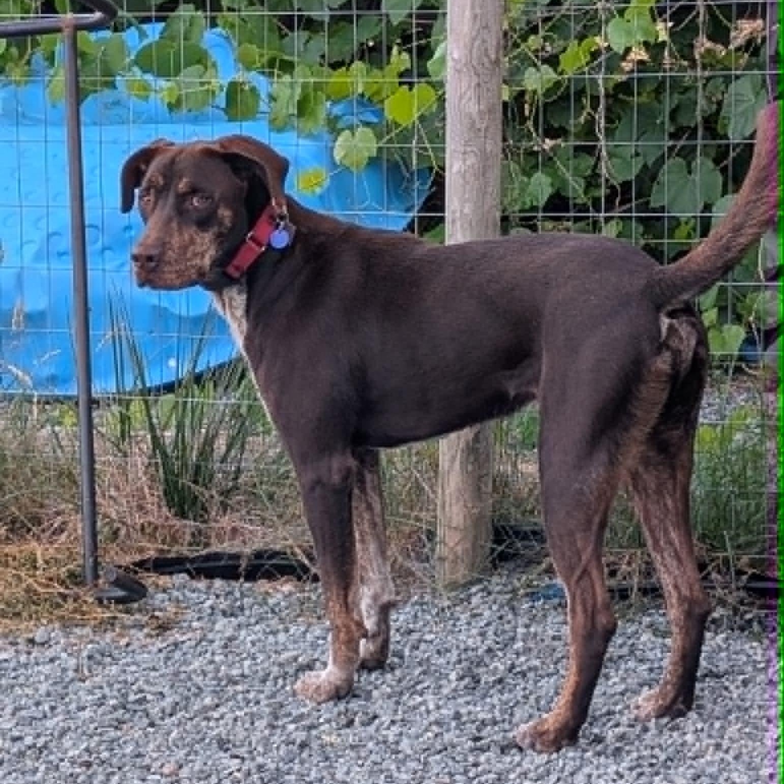 Enlarge Choco is in Washington and needs a foster, a Adopted mixed breed in Portland, OR image 6/6