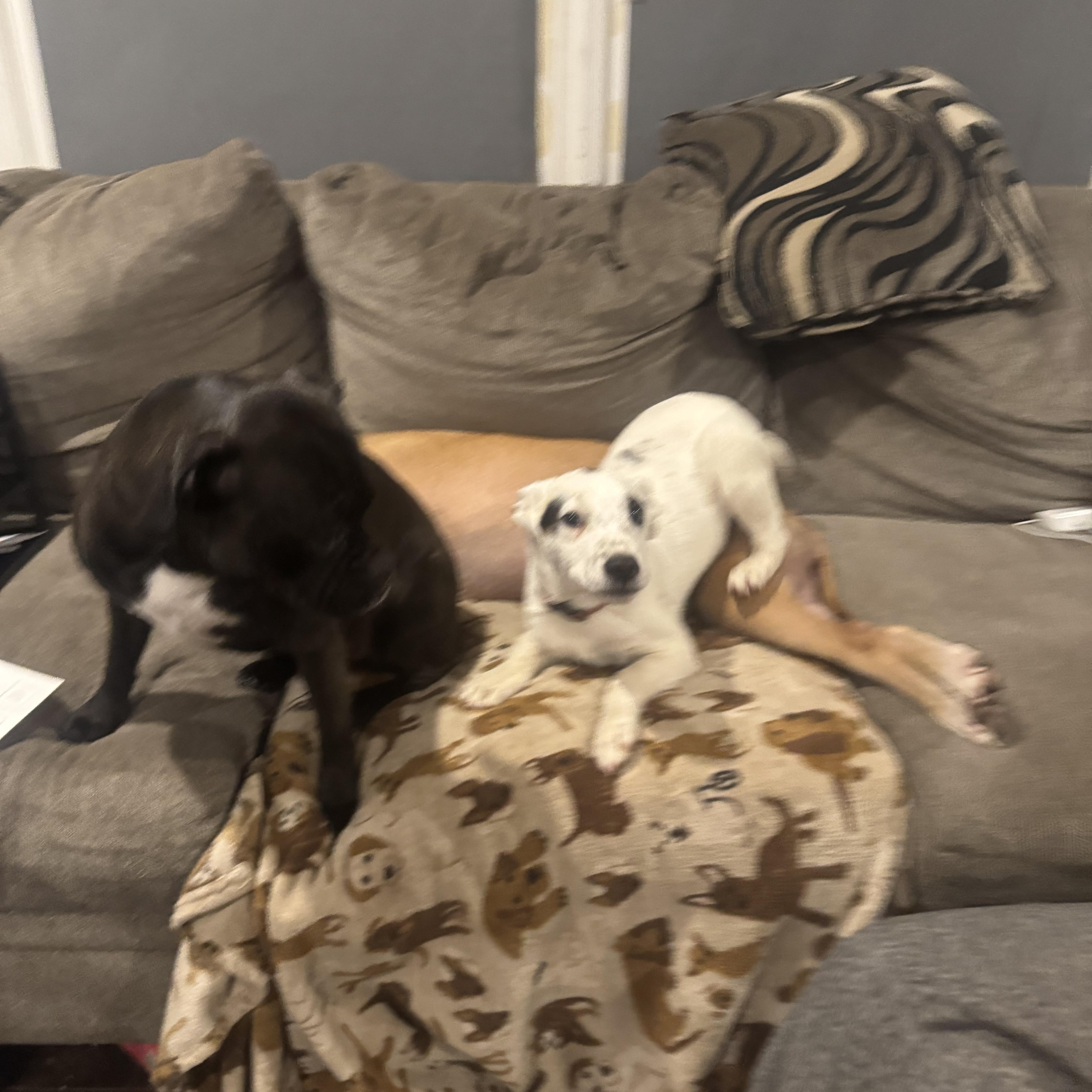 Enlarge Corvette, a Adoptable mixed breed in Newfoundland, NJ image 1/6