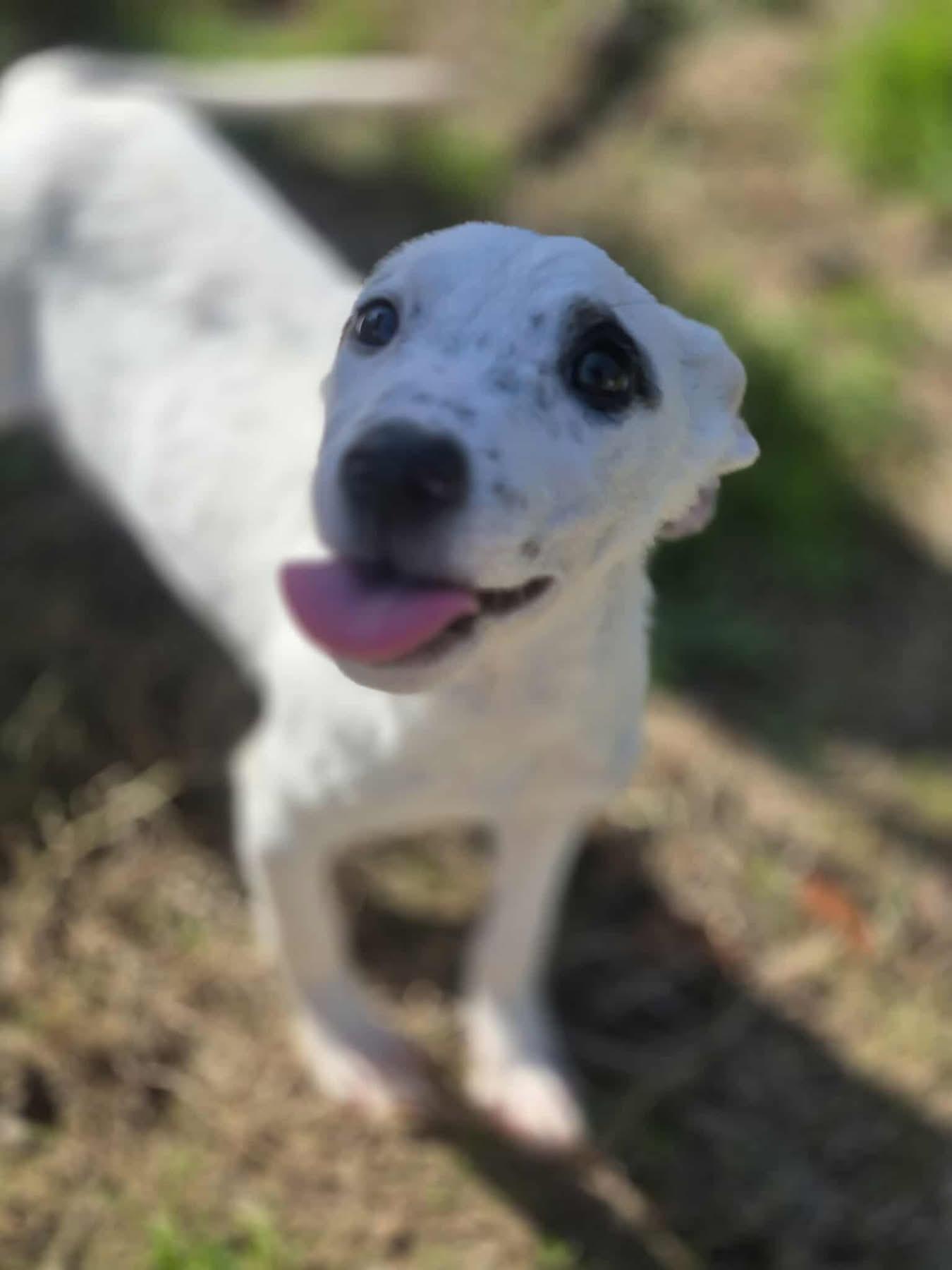 Enlarge Corvette, a Adoptable mixed breed in Newfoundland, NJ image 5/6