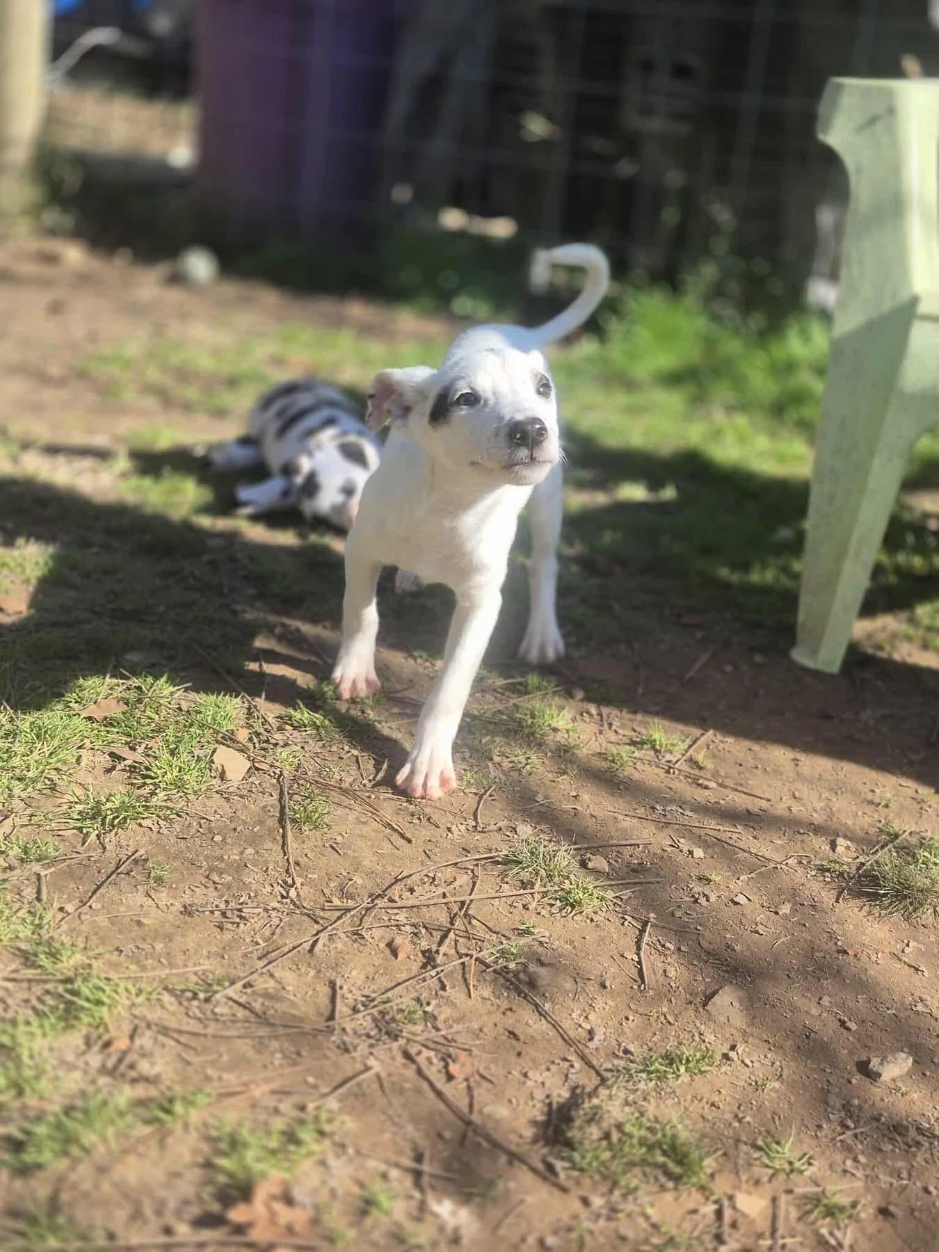 Enlarge Corvette, a Adoptable mixed breed in Newfoundland, NJ image 6/6