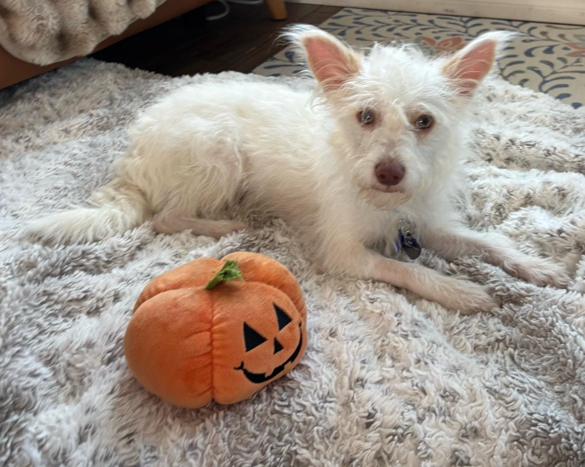 Marty, a Adoptable mixed breed in Temecula, CA image 3/3