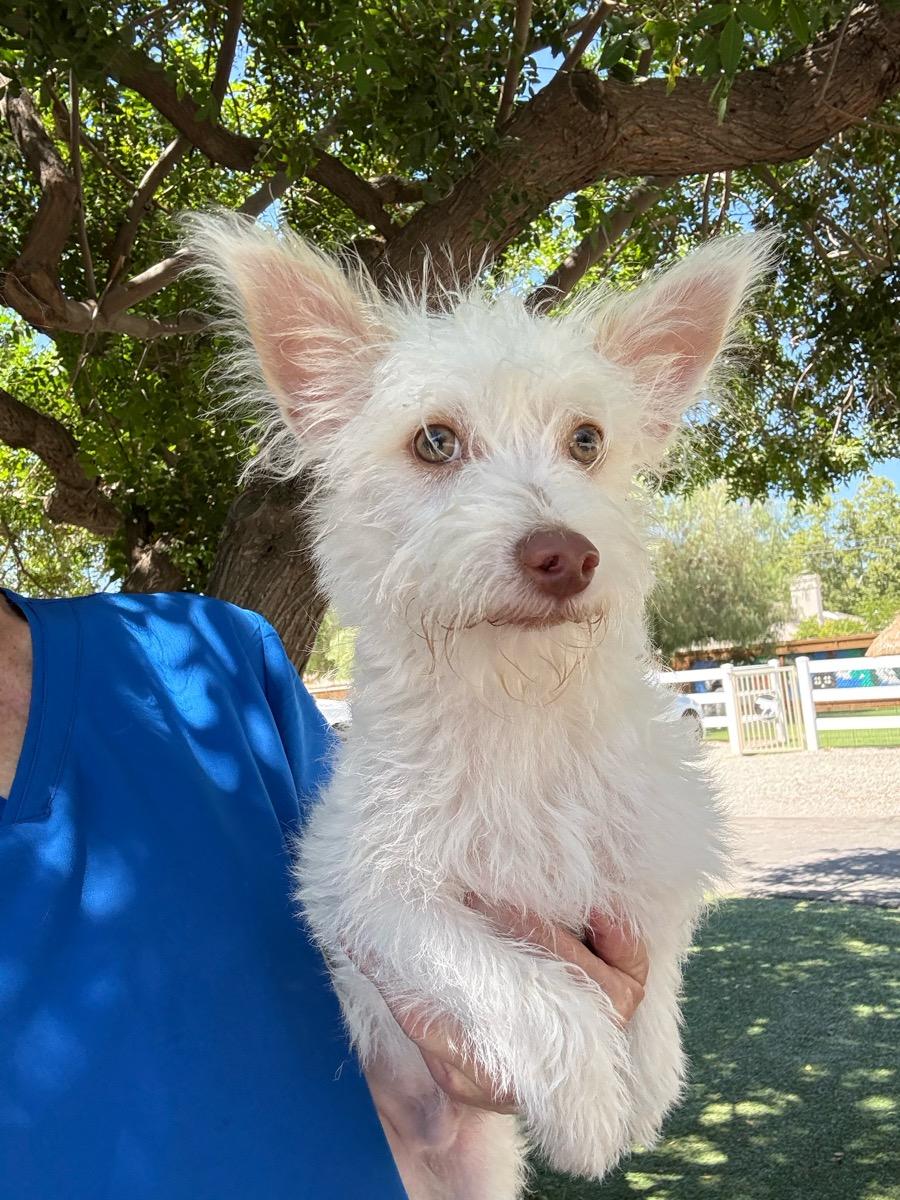 Marty, Adoptable, Young Male Maltese & Terrier.
