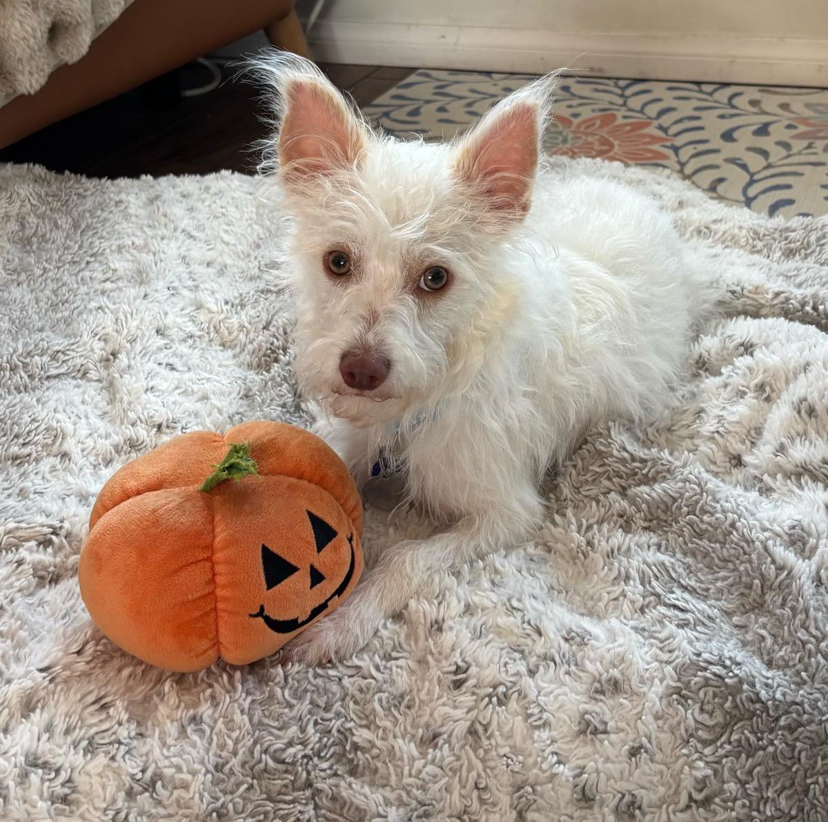 Marty, Adoptable, Young Male Maltese & Terrier.