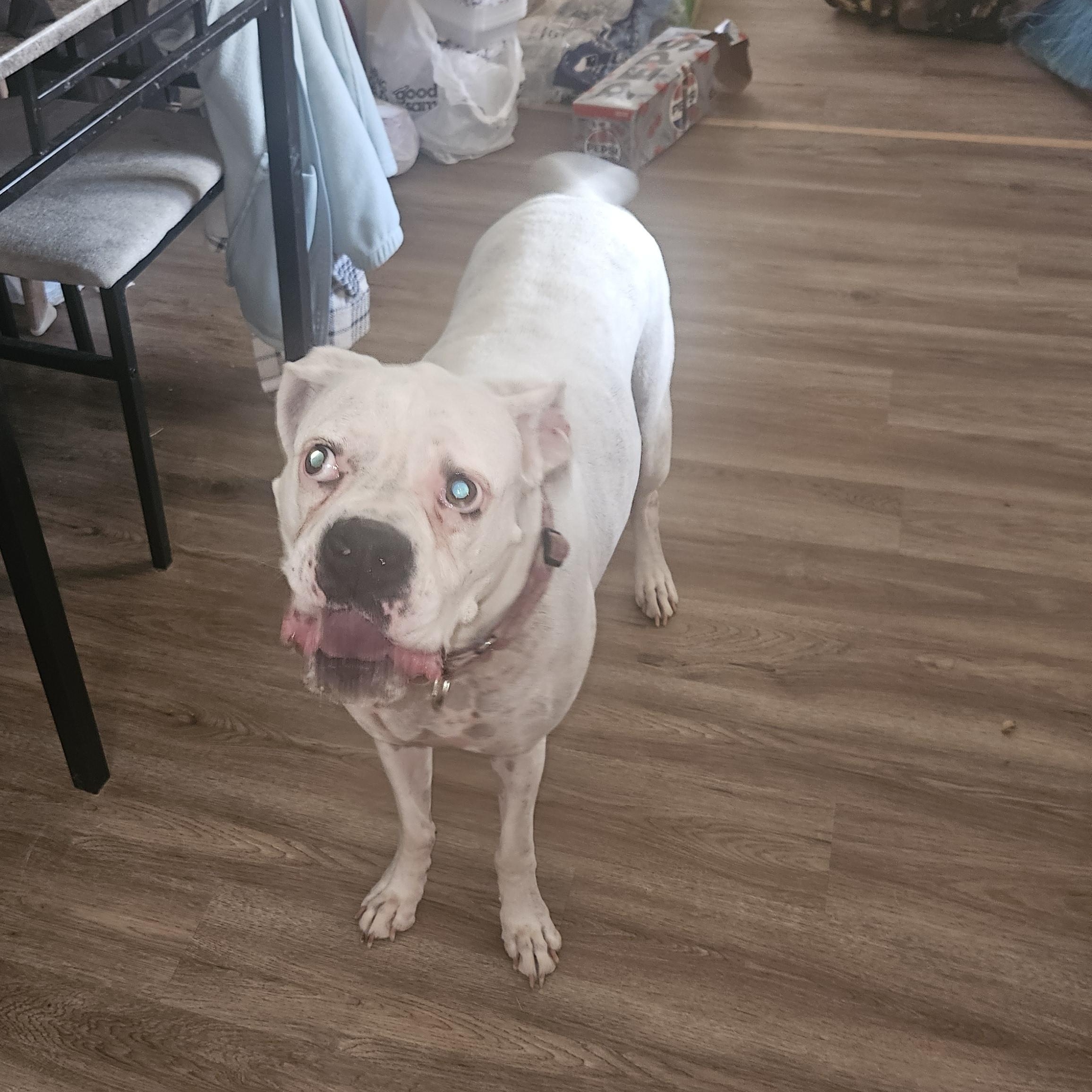 Luna Courtesy Listed Boxer, Adoptable, Senior Female Boxer.