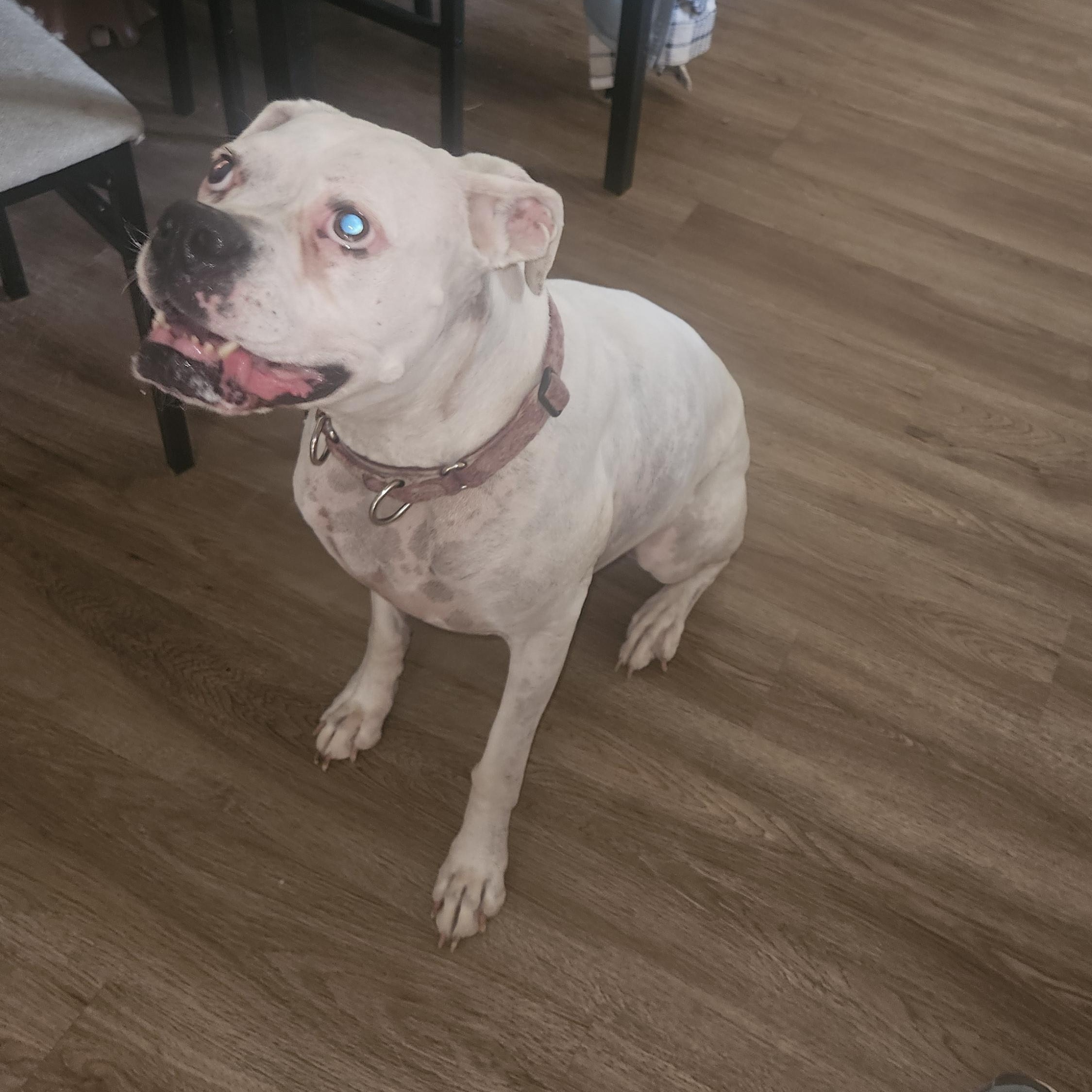 Luna Courtesy Listed Boxer, Adoptable, Senior Female Boxer.