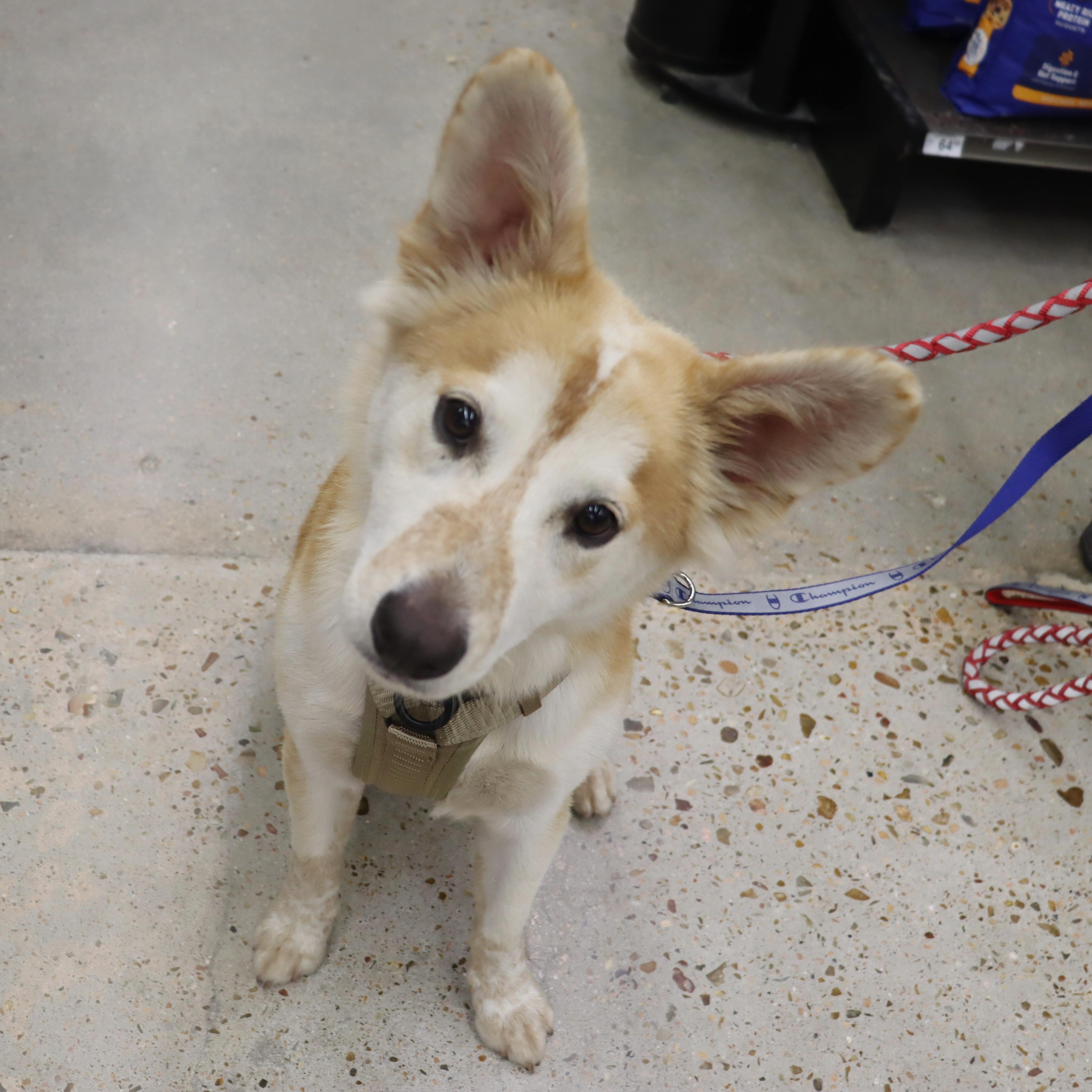 Enlarge Ace - Playful and Outgoing Youngster, a Adoptable mixed breed in League City, TX image 3/6