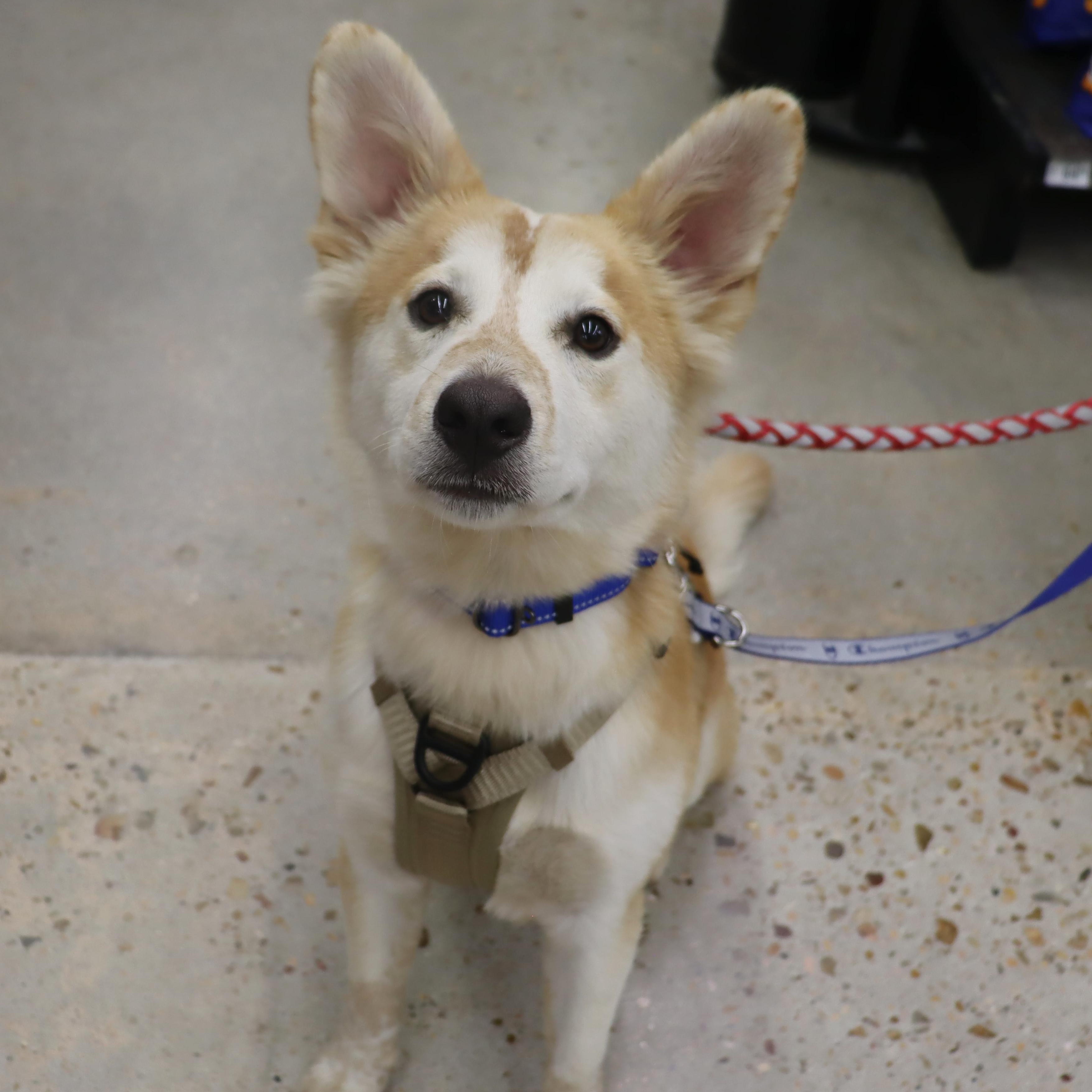 Enlarge Ace - Playful and Outgoing Youngster, a Adoptable mixed breed in League City, TX image 1/6