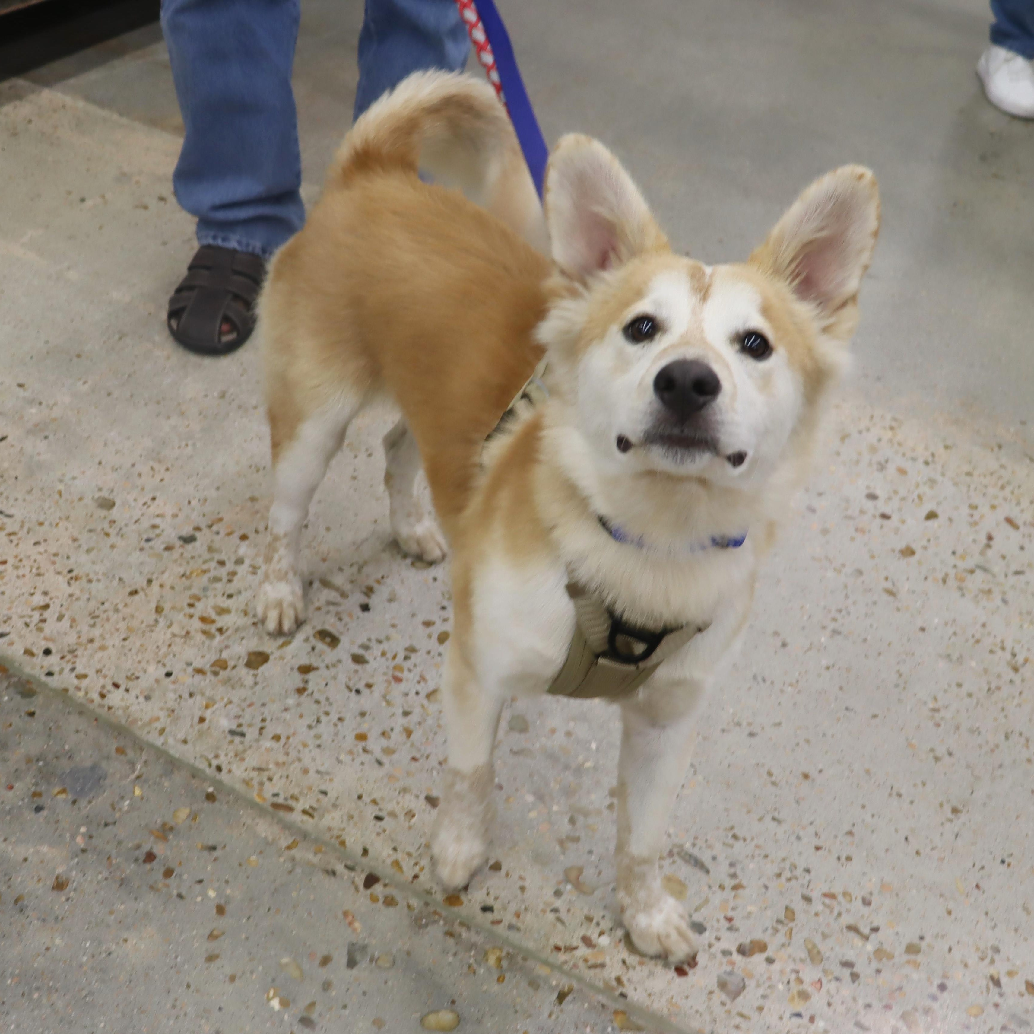 Enlarge Ace - Playful and Outgoing Youngster, a Adoptable mixed breed in League City, TX image 5/6