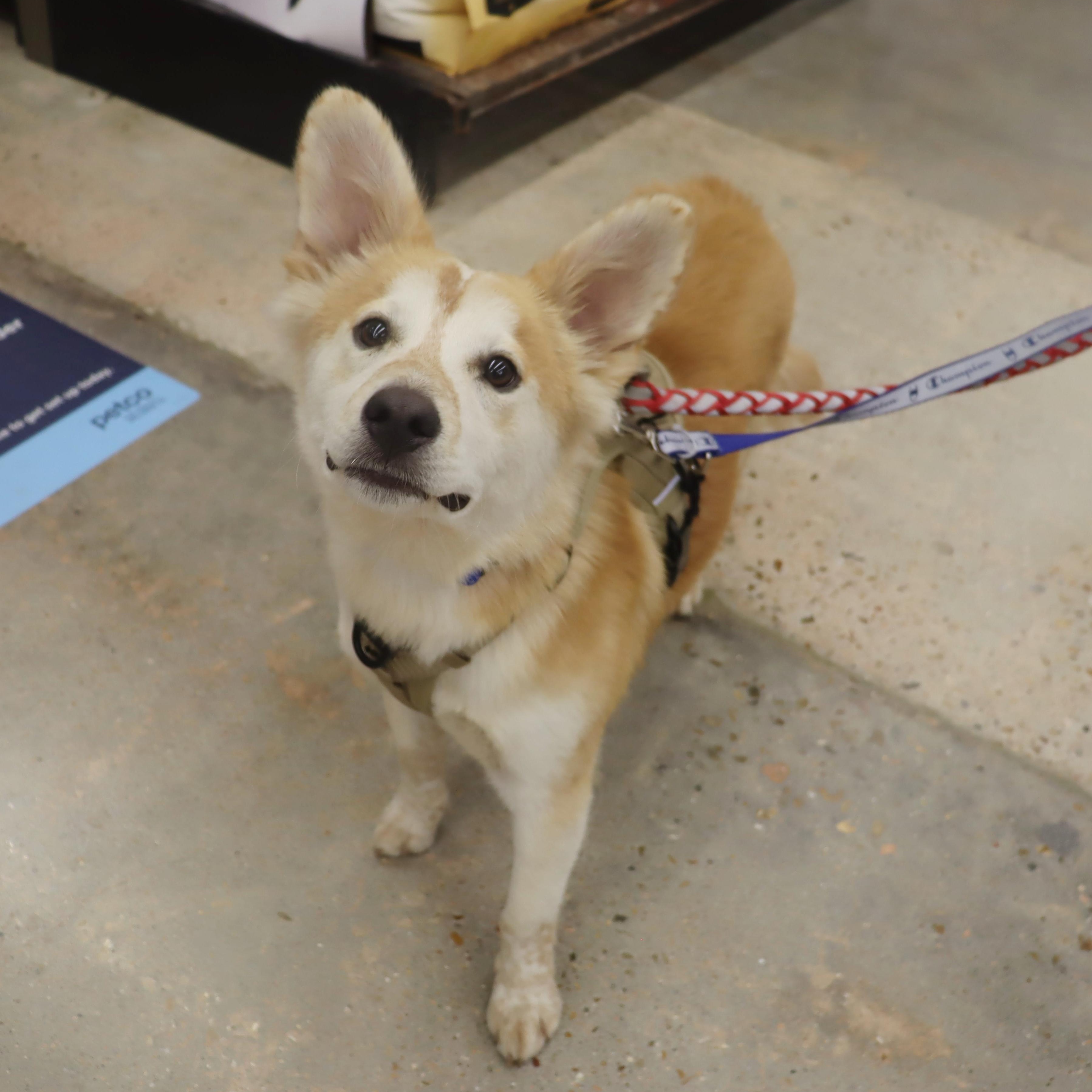 Enlarge Ace - Playful and Outgoing Youngster, a Adoptable mixed breed in League City, TX image 2/6