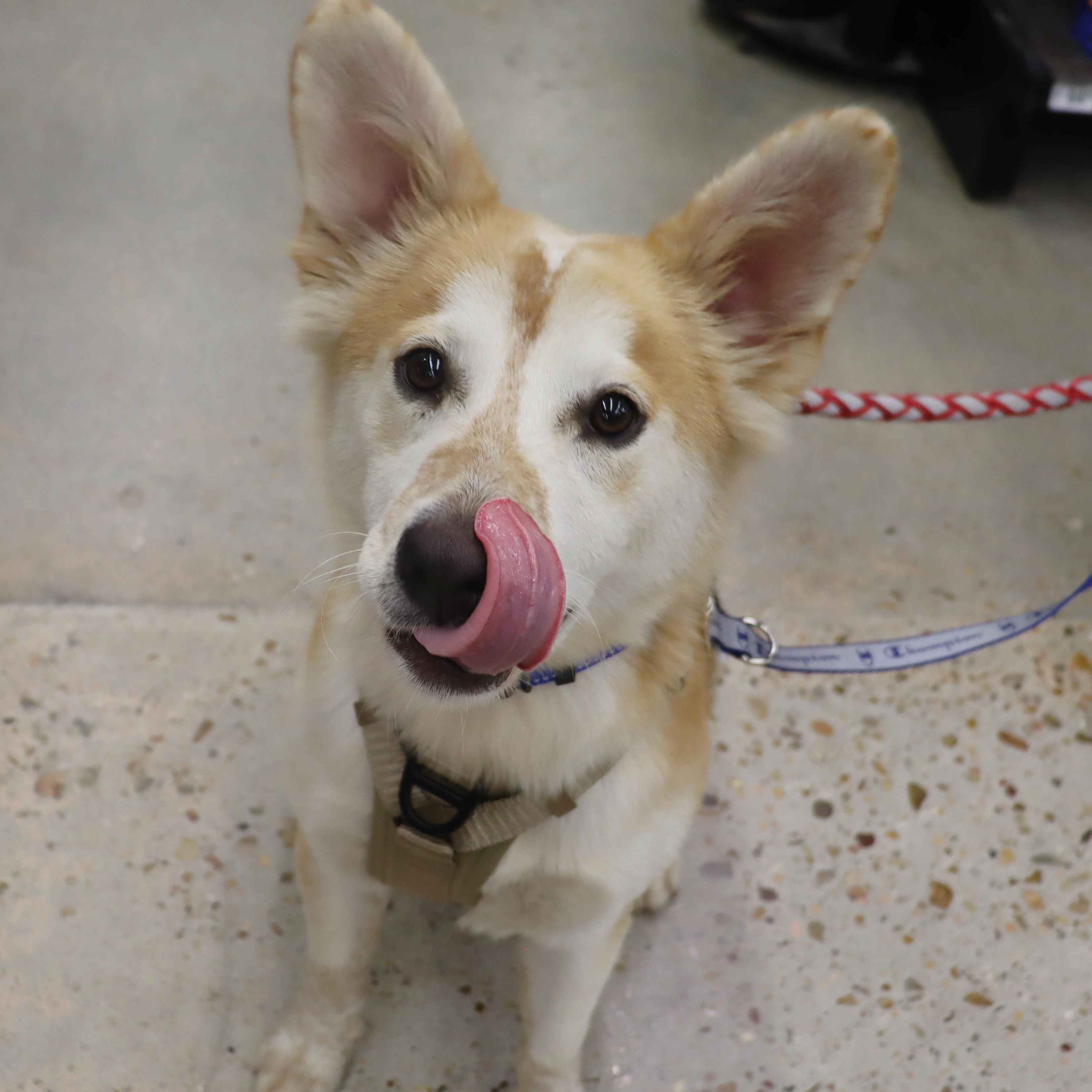Enlarge Ace - Playful and Outgoing Youngster, a Adoptable mixed breed in League City, TX image 6/6