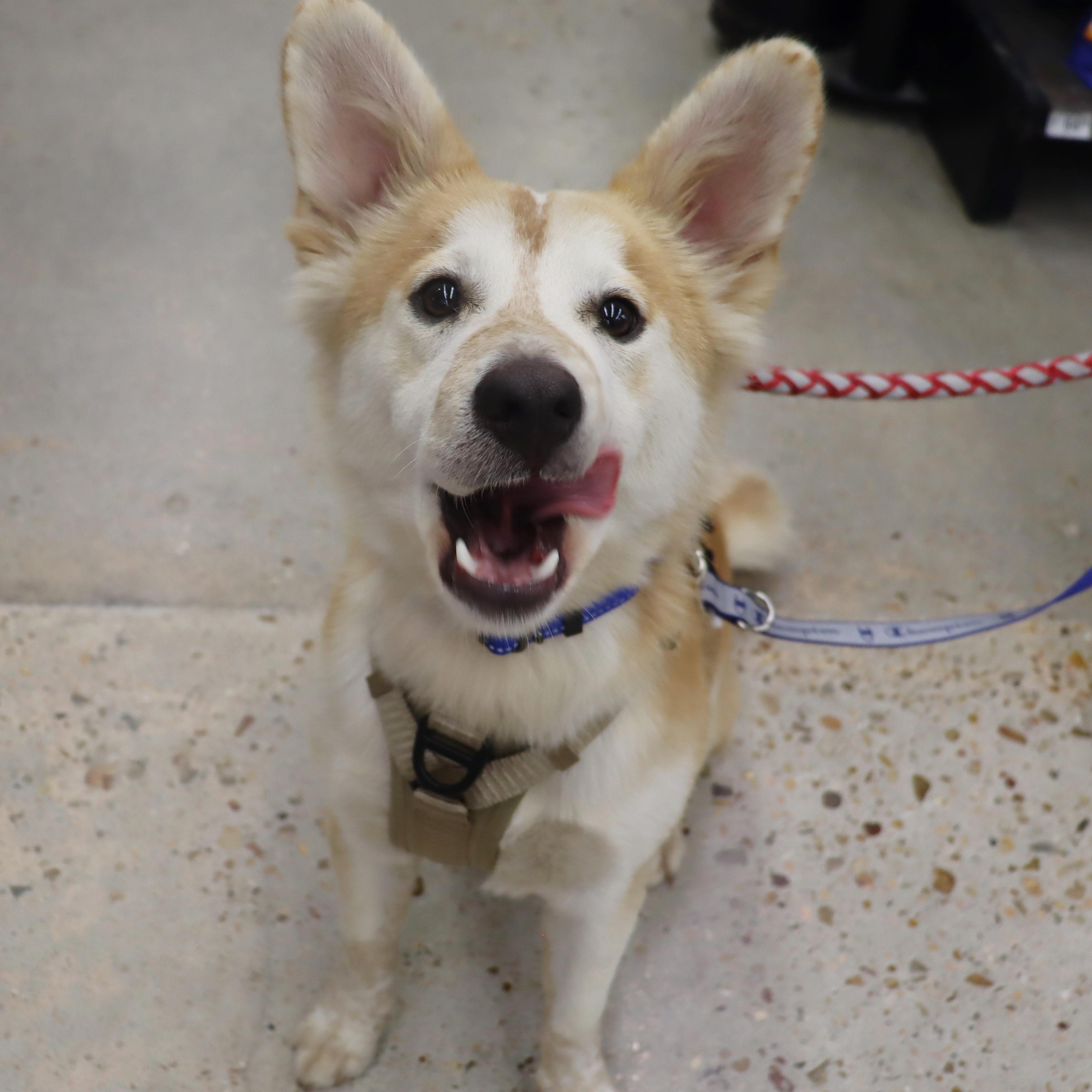 Enlarge Ace - Playful and Outgoing Youngster, a Adoptable mixed breed in League City, TX image 4/6
