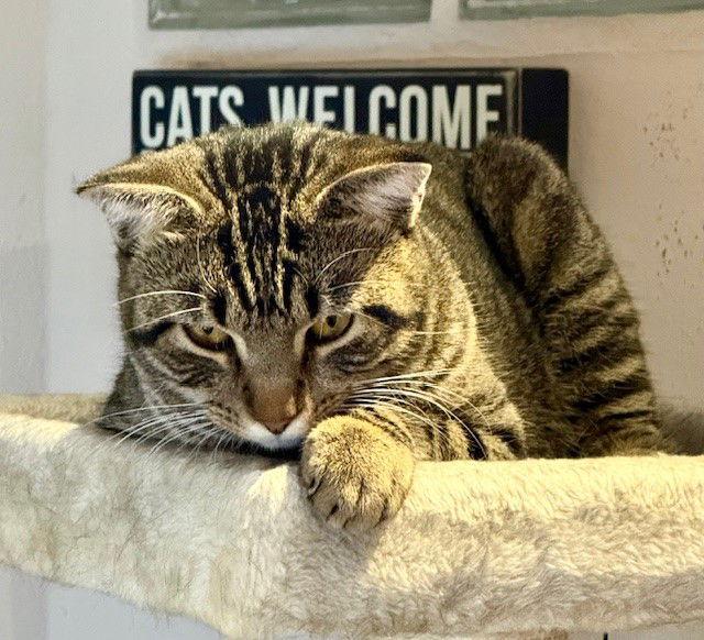 Chester, Adoptable, Adult Male Domestic Short Hair.