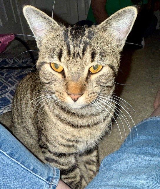 Enlarge Chester, a Adoptable Domestic Short Hair in Prosper, TX image 2/2