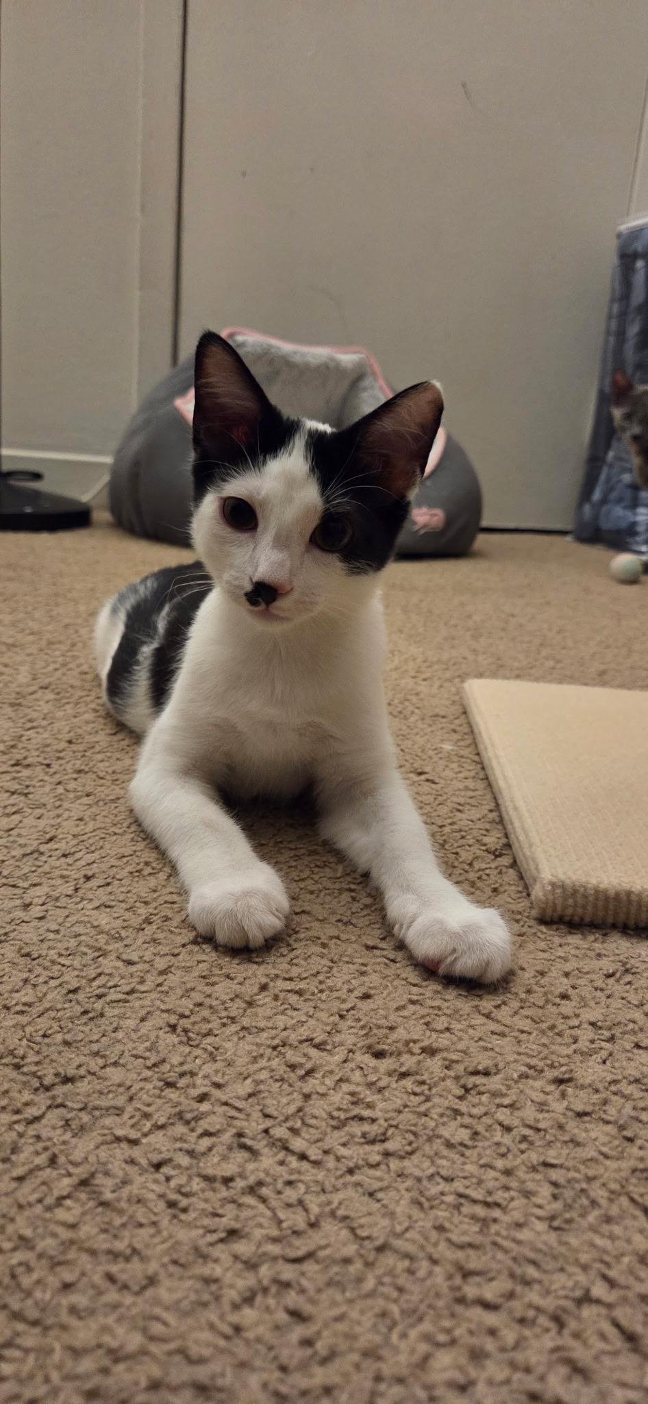 Taylor, Adoptable, Kitten Female Domestic Short Hair.