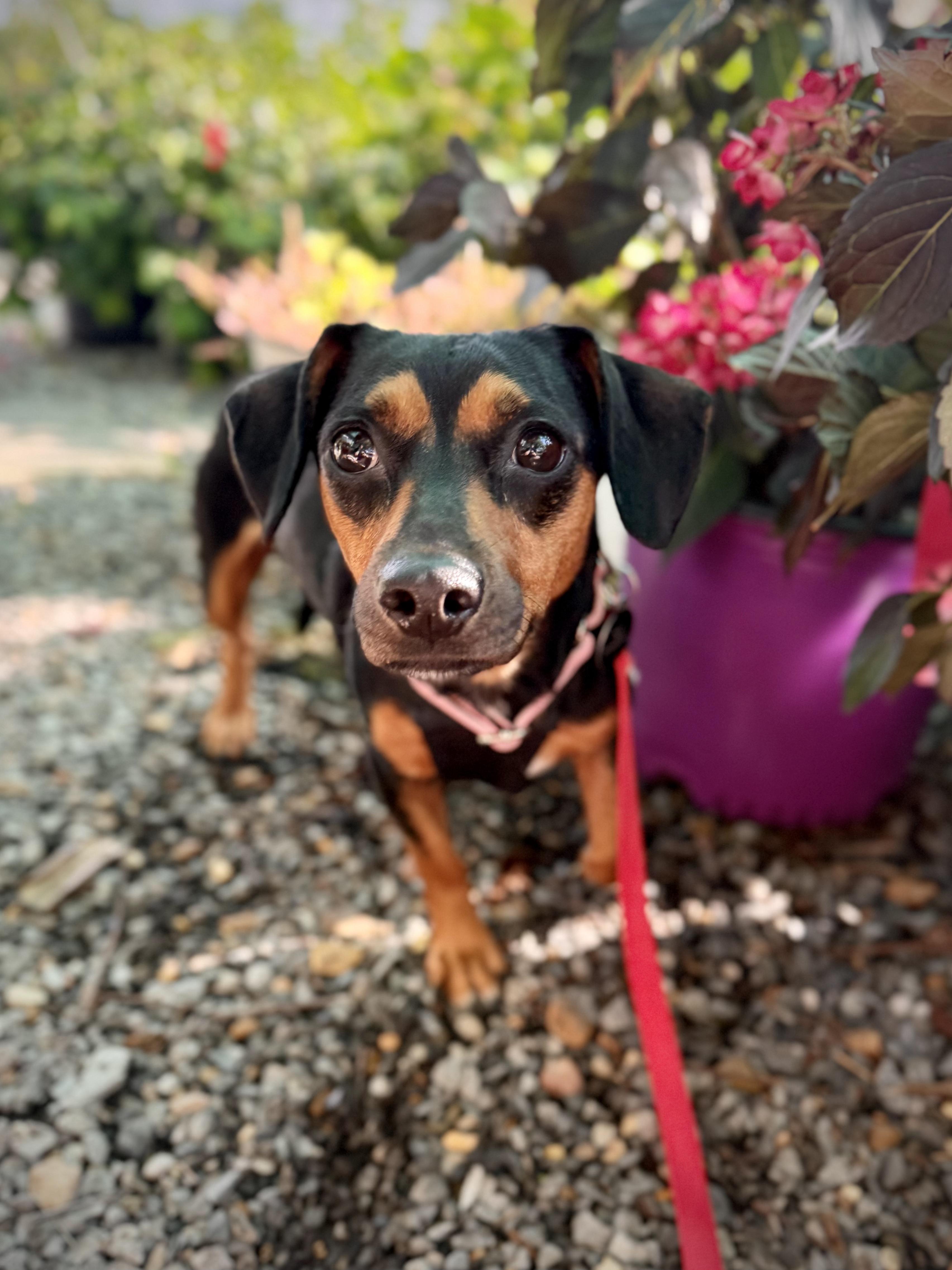Enlarge Luv at Jefferson Feed, a Adoptable mixed breed in Jefferson, LA image 2/3
