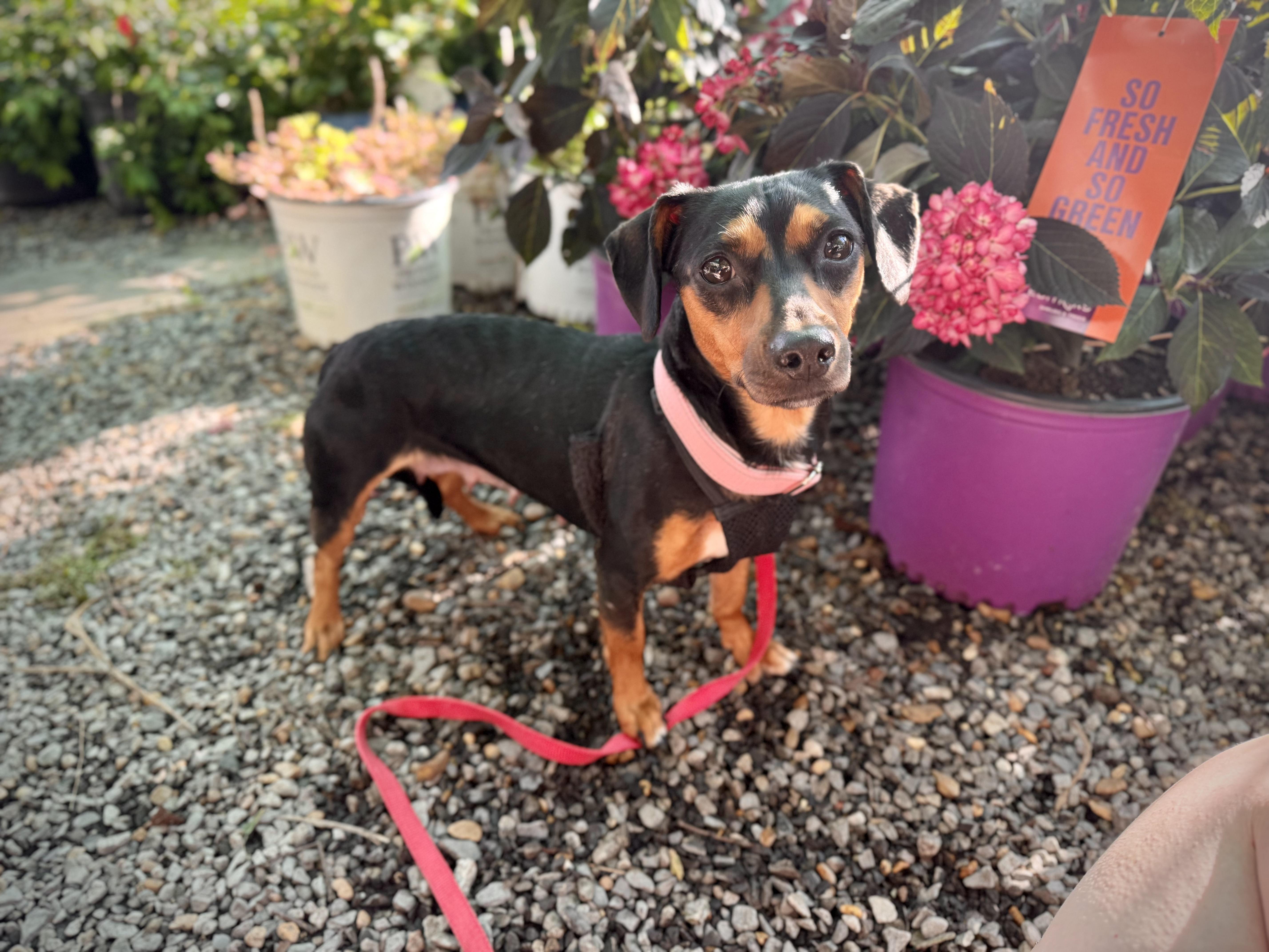 Luv at Jefferson Feed, Adoptable, Adult Female Dachshund.