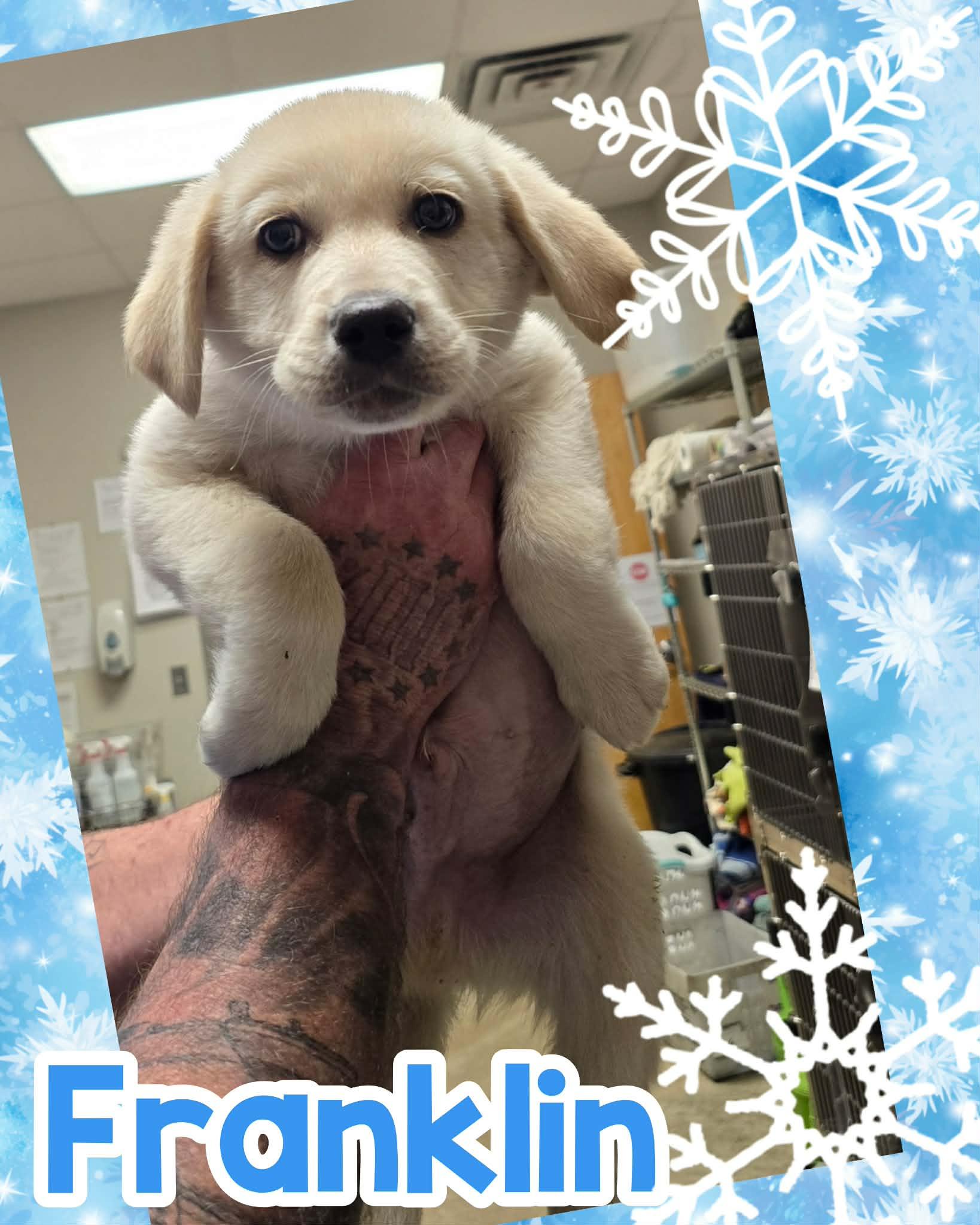 Franklin thumbnail 2