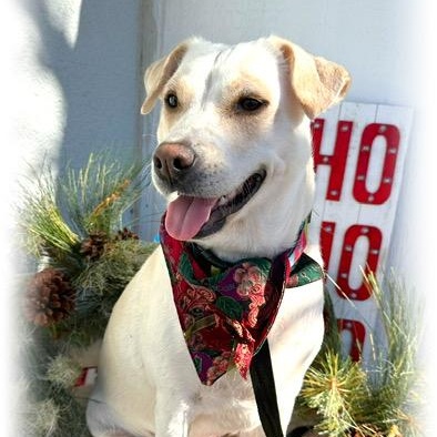 Velvet, an adoptable mixed breed in Tulsa, OK image 3/4