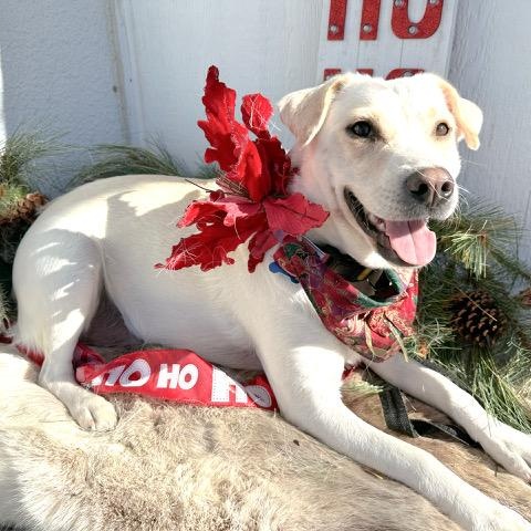 Velvet, an adoptable mixed breed in Tulsa, OK image 4/4