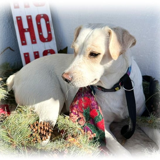 Velvet, an adoptable mixed breed in Tulsa, OK image 1/4