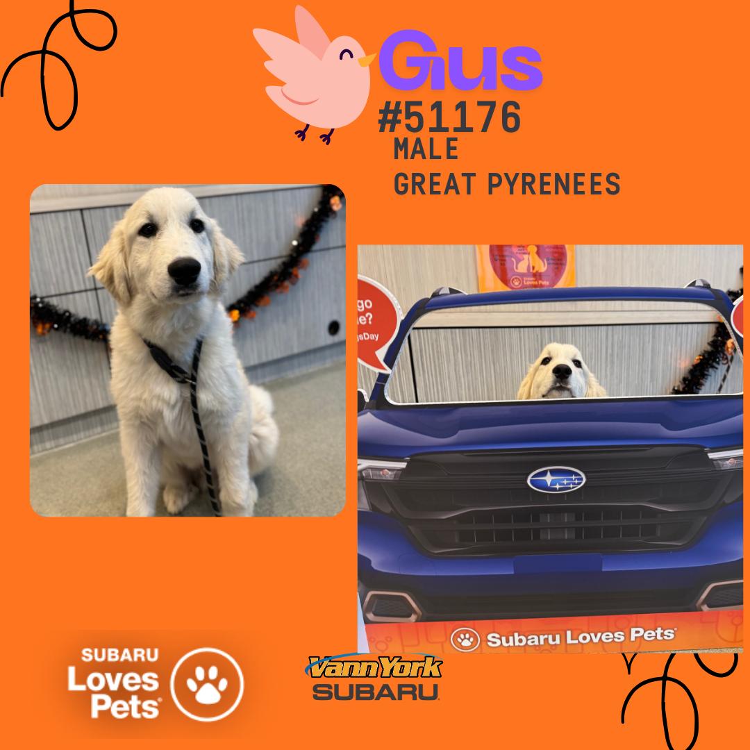 Enlarge Gus, a Adopted Great Pyrenees in Randleman, NC image 1/1