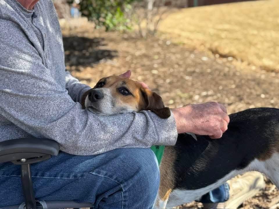 Enlarge Jess, a Adoptable mixed breed in Youngsville, NC image 2/6