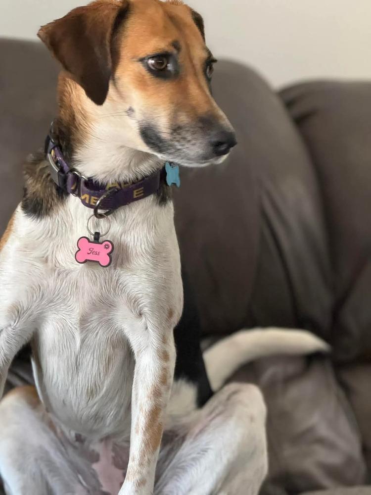 Enlarge Jess, a Adoptable mixed breed in Youngsville, NC image 3/6