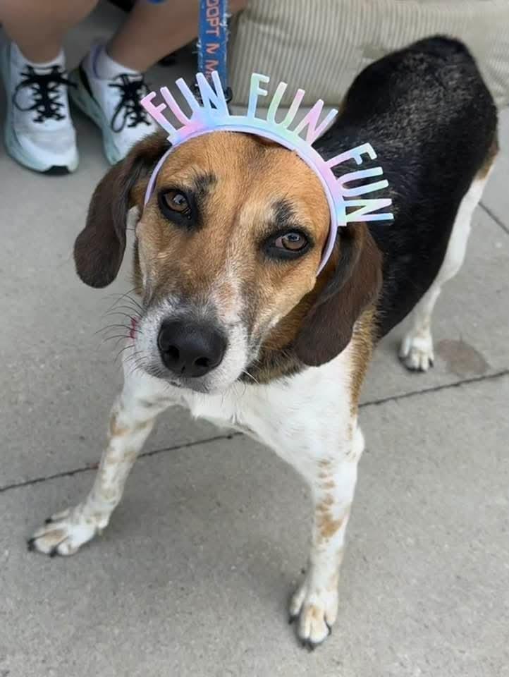 Enlarge Jess, a Adoptable mixed breed in Youngsville, NC image 3/6