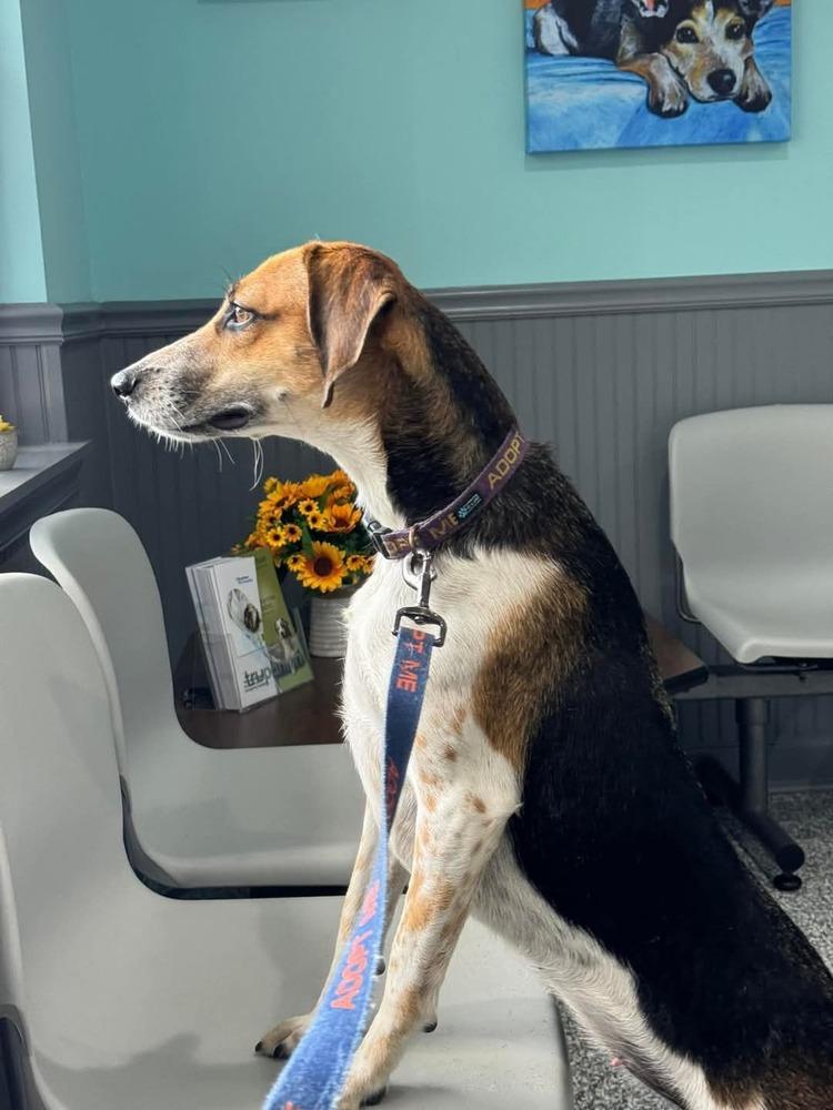 Enlarge Jess, a Adoptable mixed breed in Youngsville, NC image 4/6