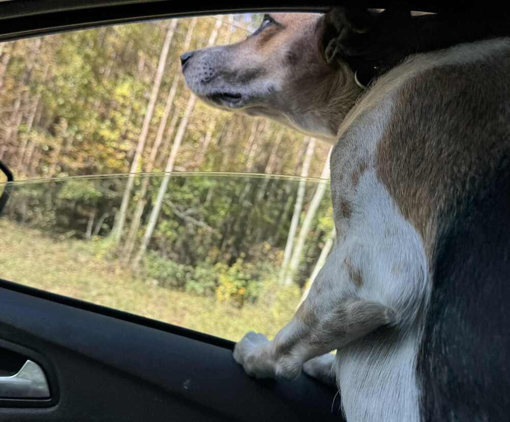 Enlarge Jess, a Adoptable mixed breed in Youngsville, NC image 4/6