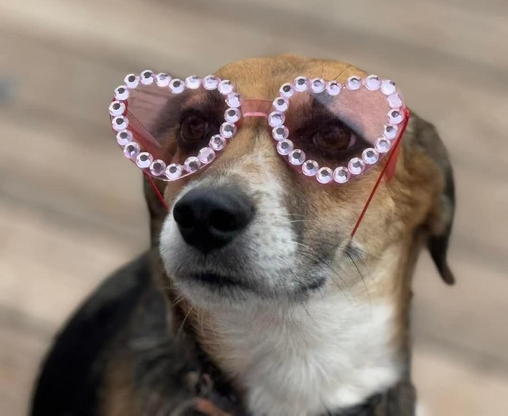 Enlarge Jess, a Adoptable mixed breed in Youngsville, NC image 5/6