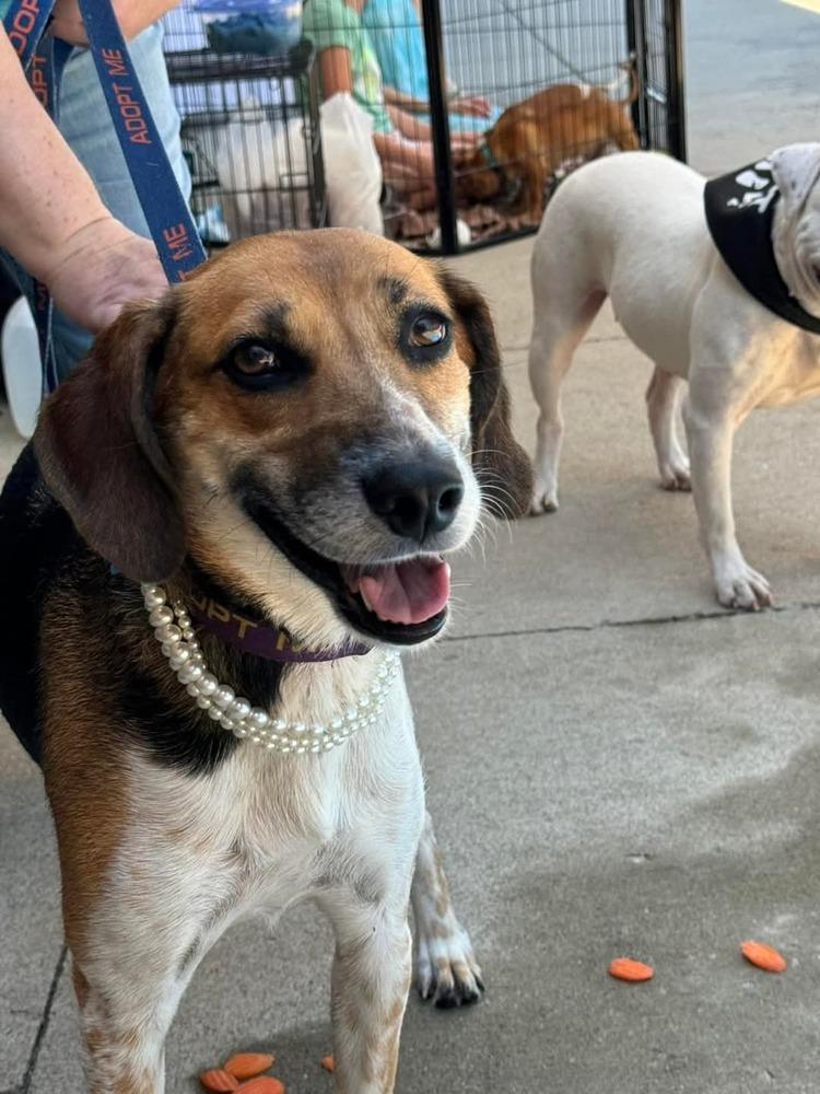 Enlarge Jess, a Adoptable mixed breed in Youngsville, NC image 6/6