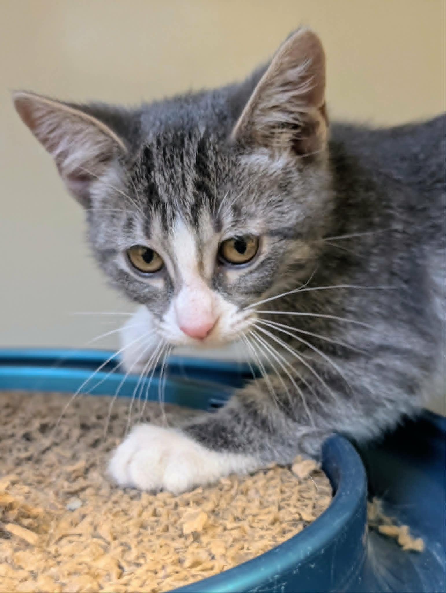 Enlarge Phillie, a Adoptable mixed breed in Waupun, WI image 4/4