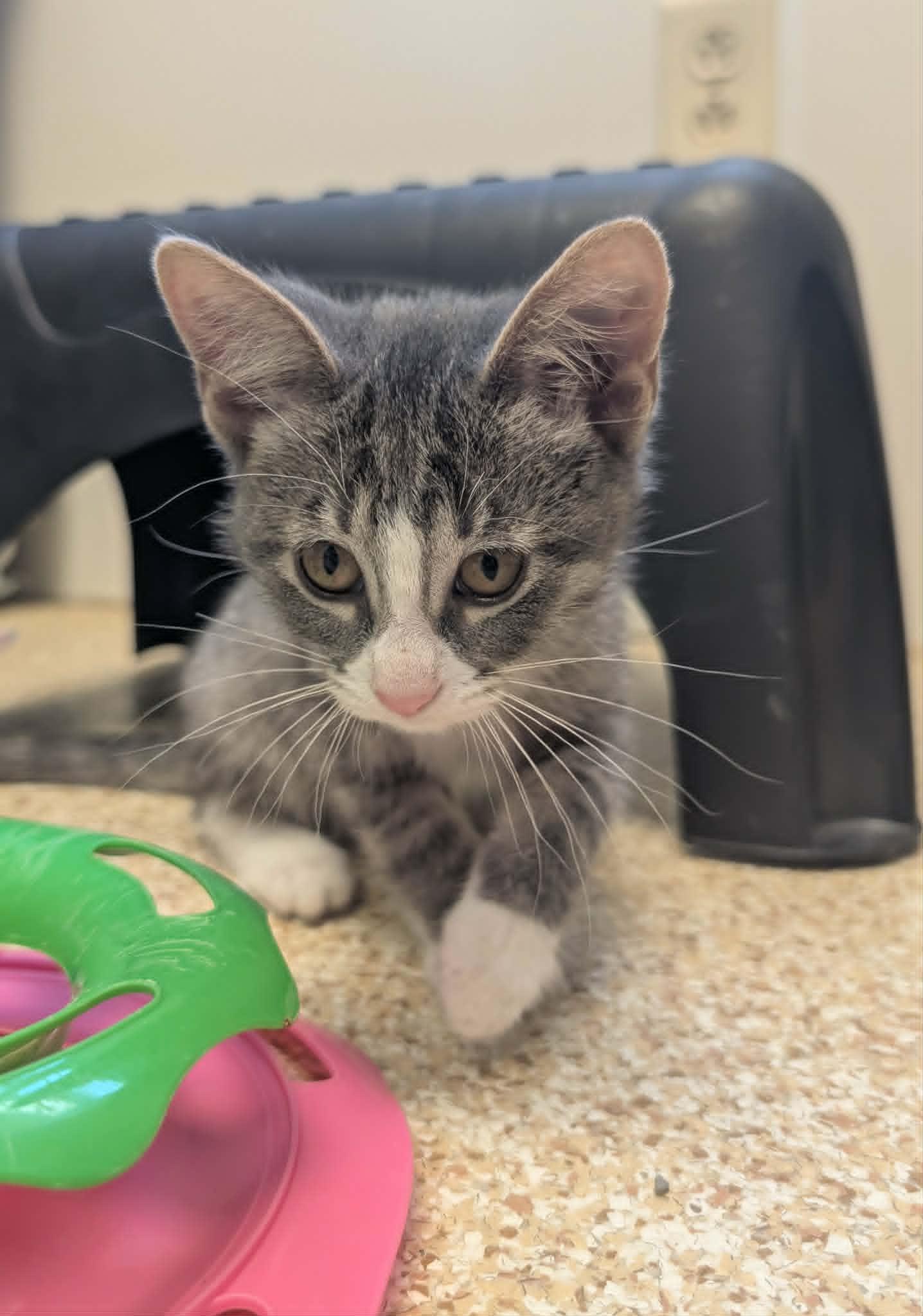 Enlarge Phillie, a Adoptable mixed breed in Waupun, WI image 3/4
