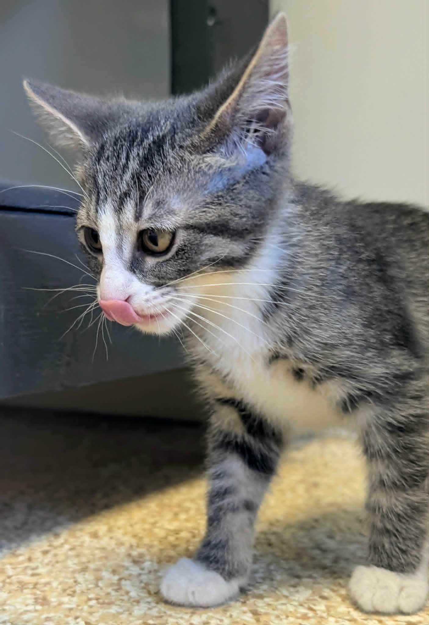 Enlarge Phillie, a Adoptable mixed breed in Waupun, WI image 2/4