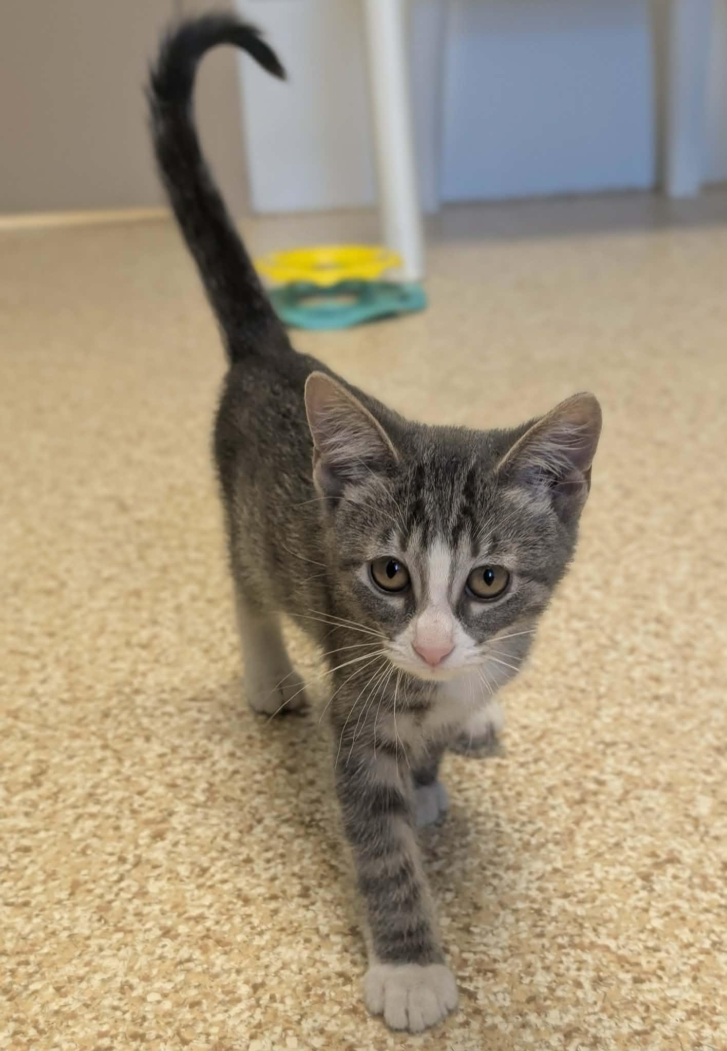Enlarge Phillie, a Adoptable mixed breed in Waupun, WI image 1/4
