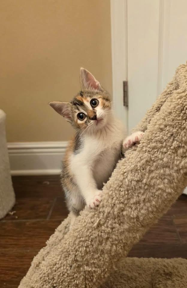 Enlarge e.l.f., a Adoptable mixed breed in Orlando, FL image 1/4