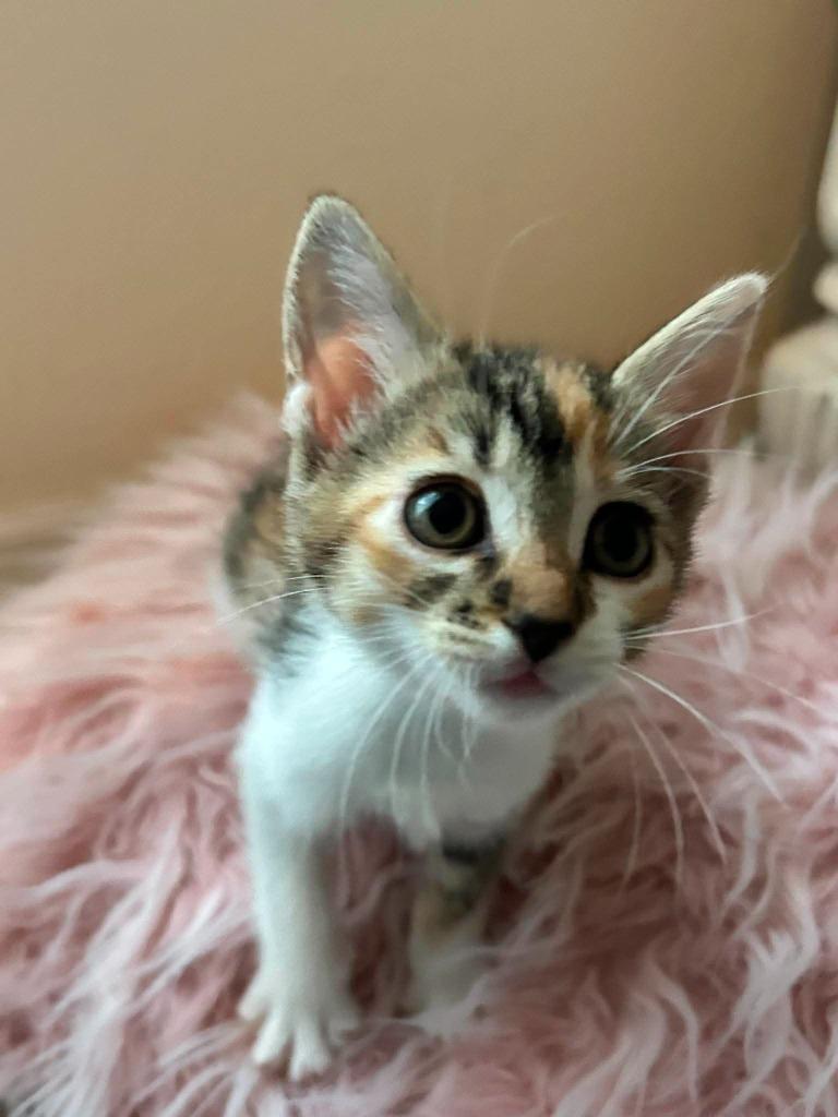 Enlarge e.l.f., a Adoptable mixed breed in Orlando, FL image 3/4