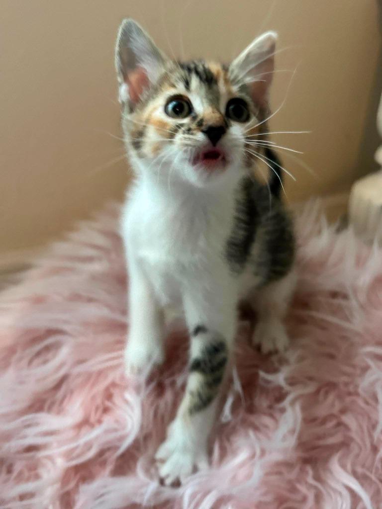 Enlarge e.l.f., a Adoptable mixed breed in Orlando, FL image 4/4