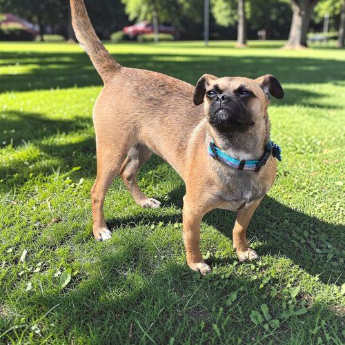 Ophelia, Adoptable, Puppy Female Pug & Chihuahua.