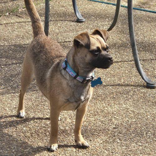 Enlarge Ophelia, a Adoptable mixed breed in Memphis, TN image 2/3