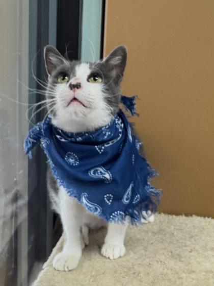 Starsky (Adoption Fee Sponsored), Adoptable, Adult Male Domestic Short Hair & Domestic Short Hair.