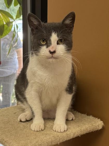 Starsky (Adoption Fee Sponsored), a Adoptable mixed breed in Seneca, SC image 2/3