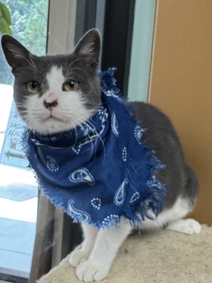 Starsky (Adoption Fee Sponsored), a Adoptable mixed breed in Seneca, SC image 3/3