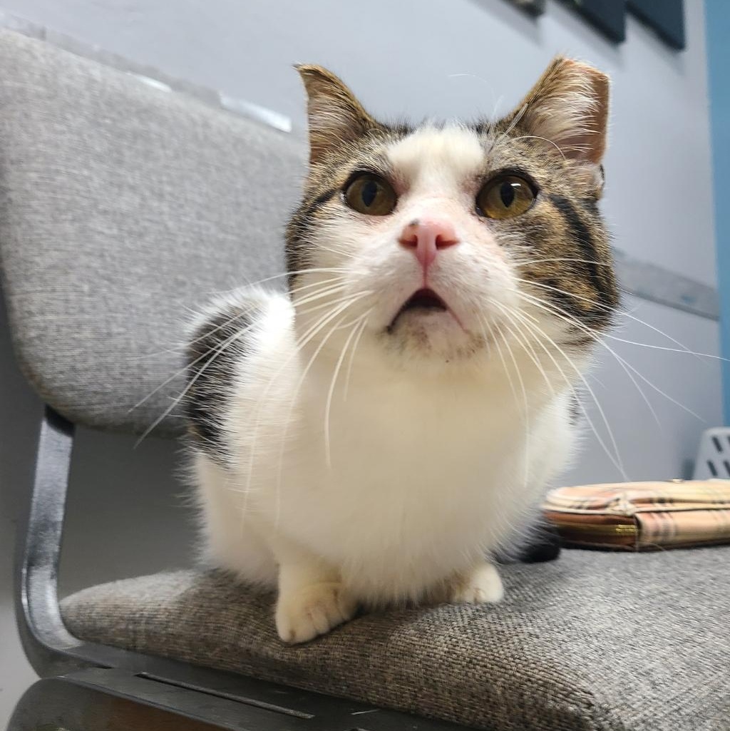 Enlarge ?BB/BIG BOY *A+ CONVERSATIONIST* <Senior w/ Allergies>, a Adoptable Domestic Short Hair in Barron, WI image 4/5